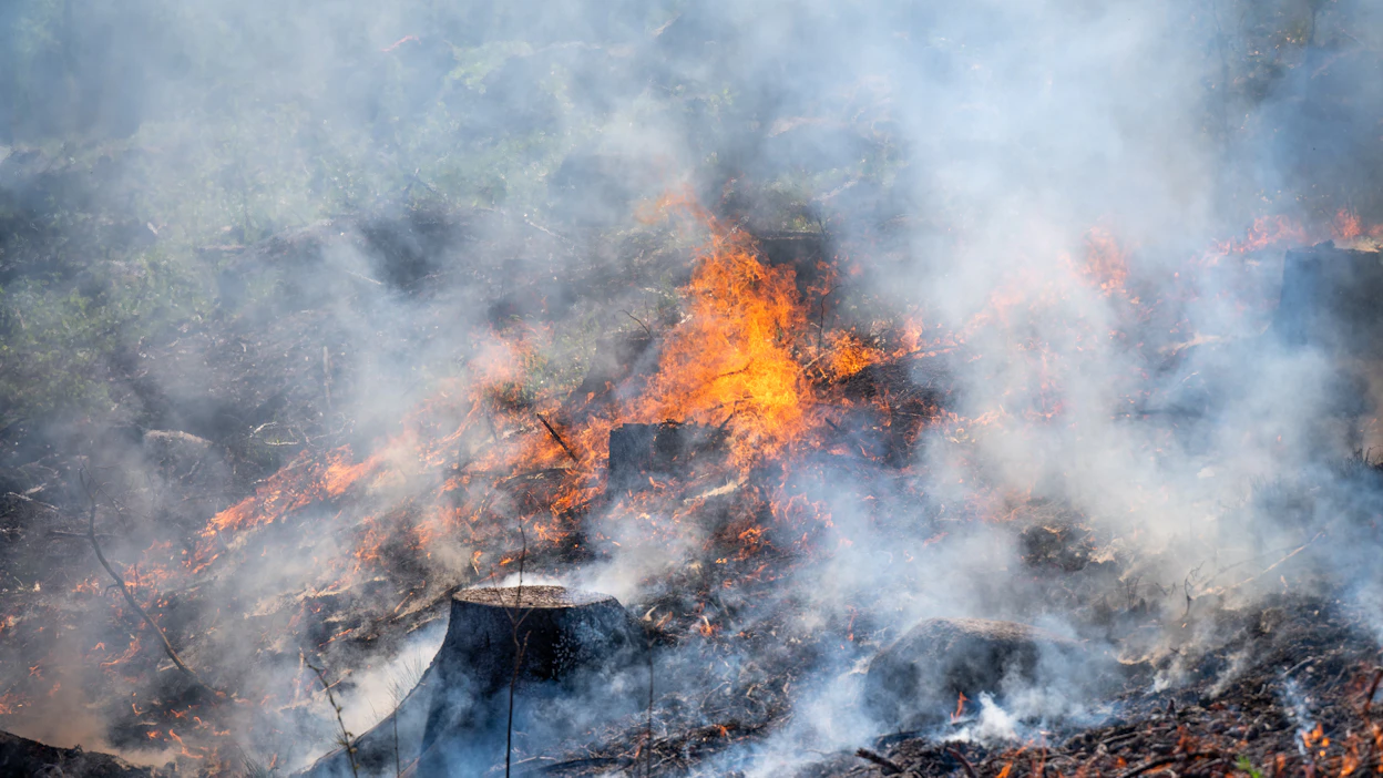 Komission muutosten taustalla voivat olla muun muassa koko EU:n metsänielujen supistuminen ja nyttemmin Euroopassa jyllänneet erittäin voimakkaat metsäpalot.