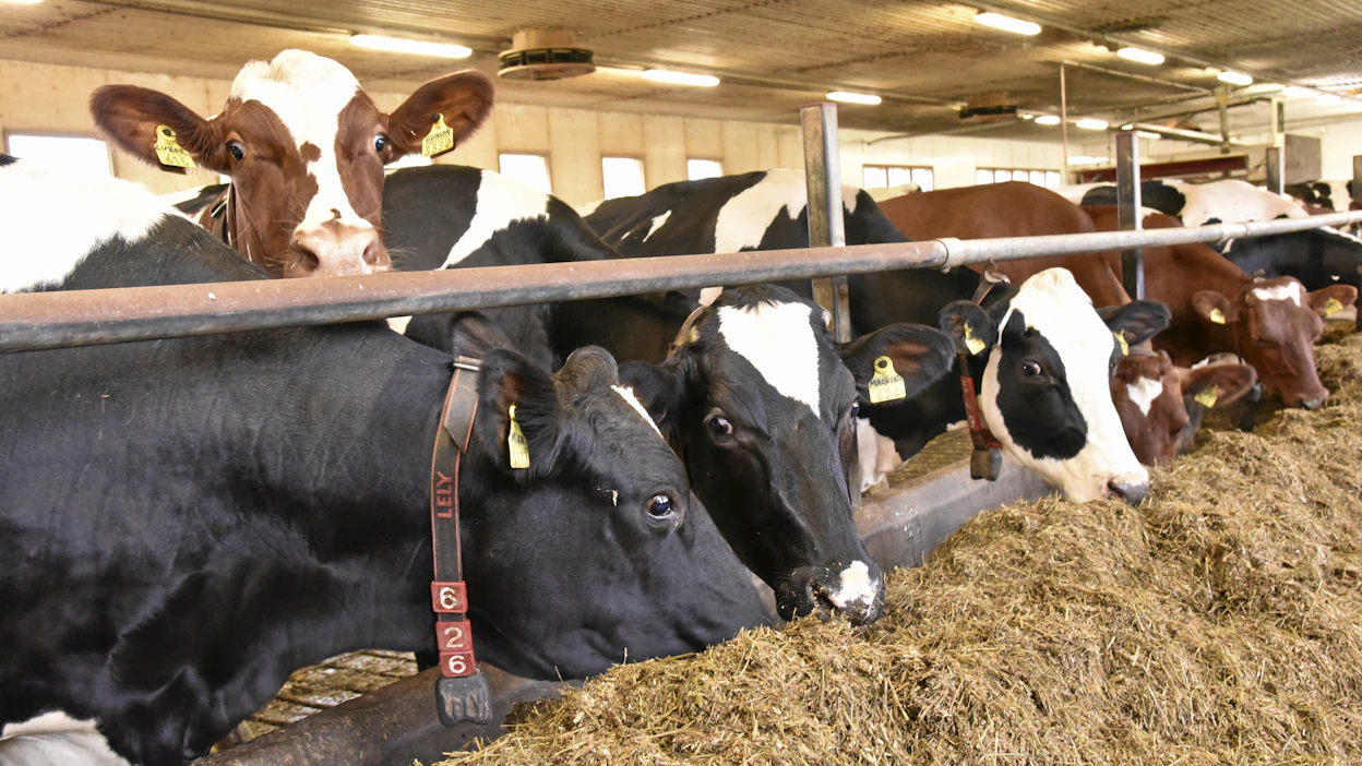 Yleisesti ottaen ensimmäisen säilörehusadon sulavuus on ollut hyvä ja suhteessa sulavuuteen myös kuitua on ollut hyvin.