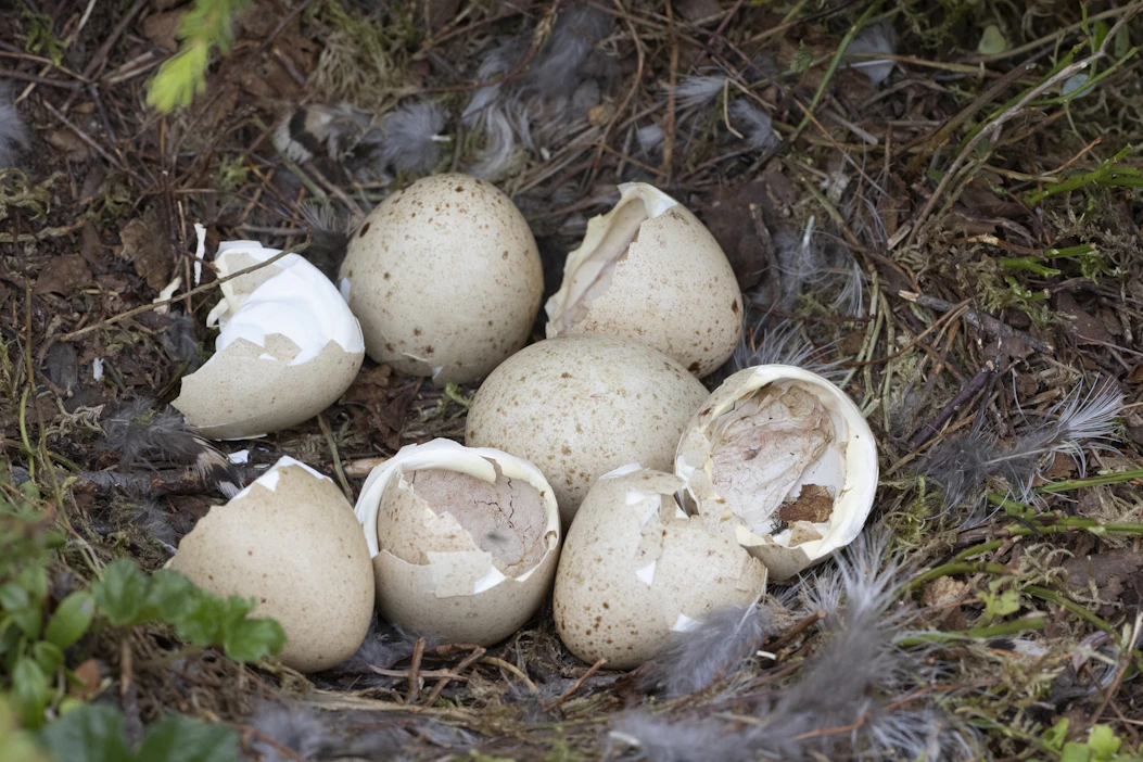 Metsäkanalintujen poikaset kuoriutuvat kesäkuun alkuviikoilla.
