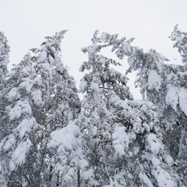 Yhteen puuhun voi pakkautua jopa kolme tonnia lunta. Osa puista ei painoa kestä. Tv-sarjassa jylläävät talven valtavat voimat: kylmyys, pimeys, jään ja lumen paino.