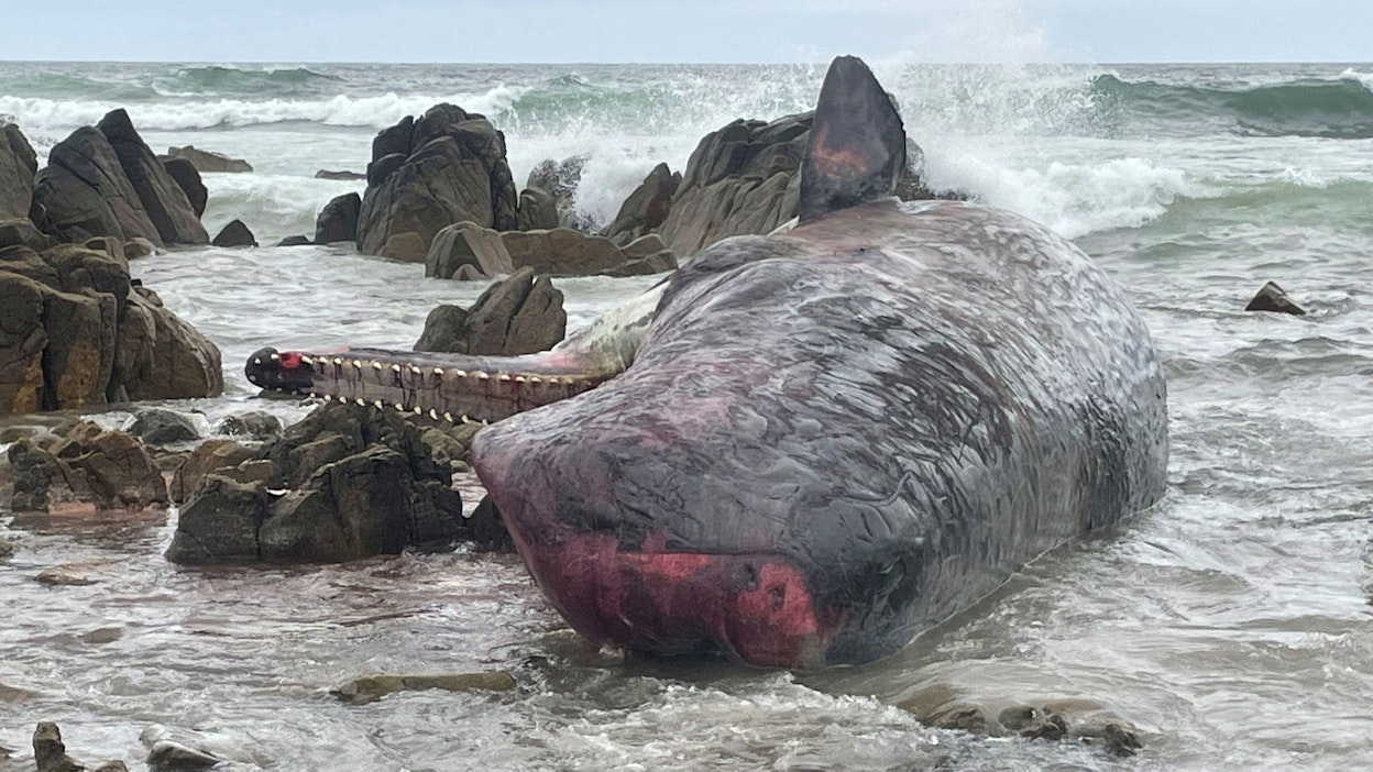 Australiassa Tasmanian saarella noin 200 valasta on kuollut ajauduttuaan rannalle ja jäätyään jumiin.