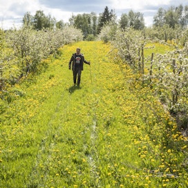 Maa- ja puutarhatalousyrittäjä Panu Hiekkala käveli toukokuussa kääpiöomenapuiden keskellä hedelmätarhassaan Kuopion Jännevirralla.