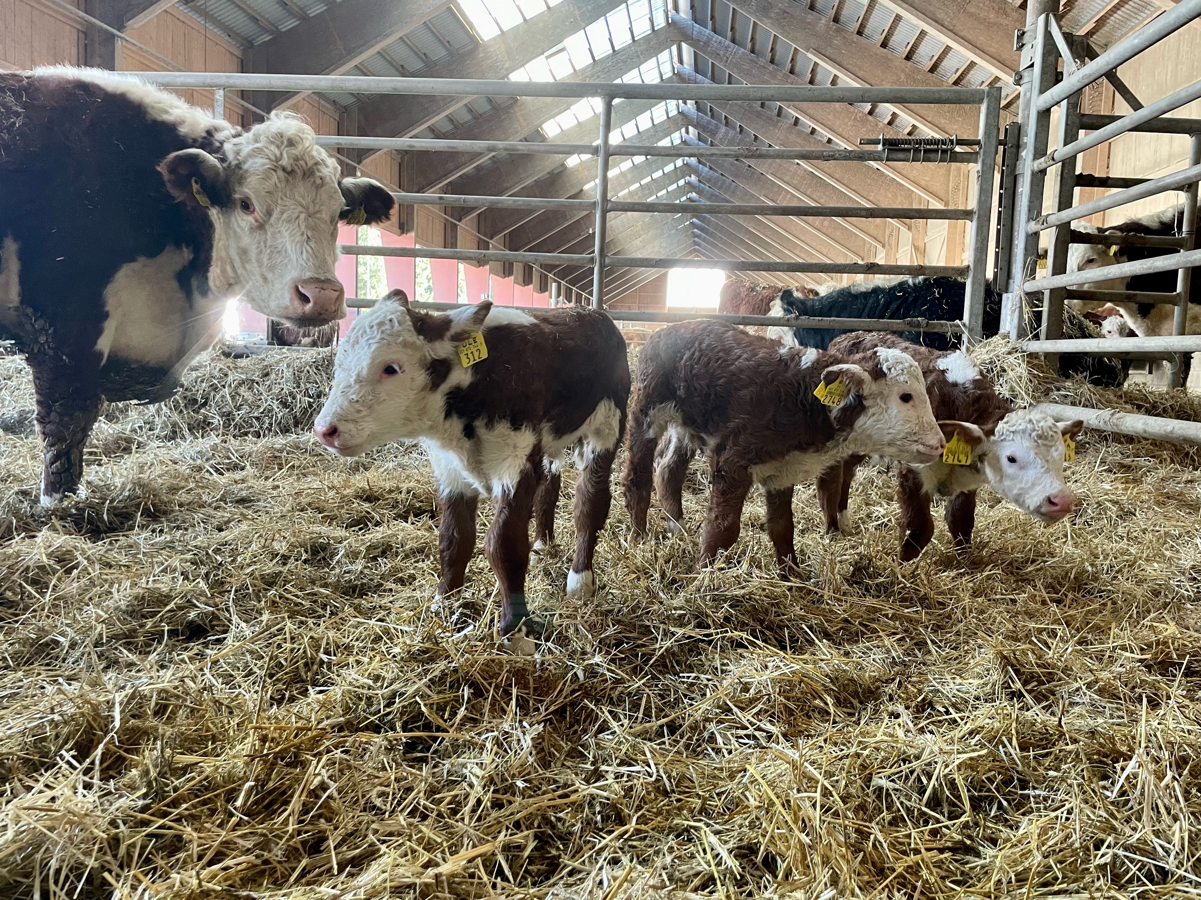 Jessica Aminoffille oli iso helpotus, kun viimeinenkin vasikka saatiin puolentoista vuorokauden hoidon jälkeen virkoamaan jaloilleen.