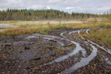 Soilla ja turvepelloilla ennallistaminen on yksinkertaisimmillaan ojien tukkimista.