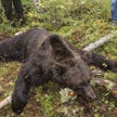 Tällä jahtikaudella metsästettiin koko maassa yhteensä 135 karhua. Kiintiö oli 346 karhua.