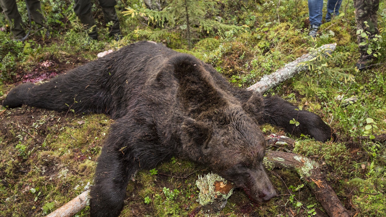 Tällä jahtikaudella metsästettiin koko maassa yhteensä 135 karhua. Kiintiö oli 346 karhua.