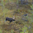 Metsästyskoira haukkumassa hirveä. Kuvituskuva.