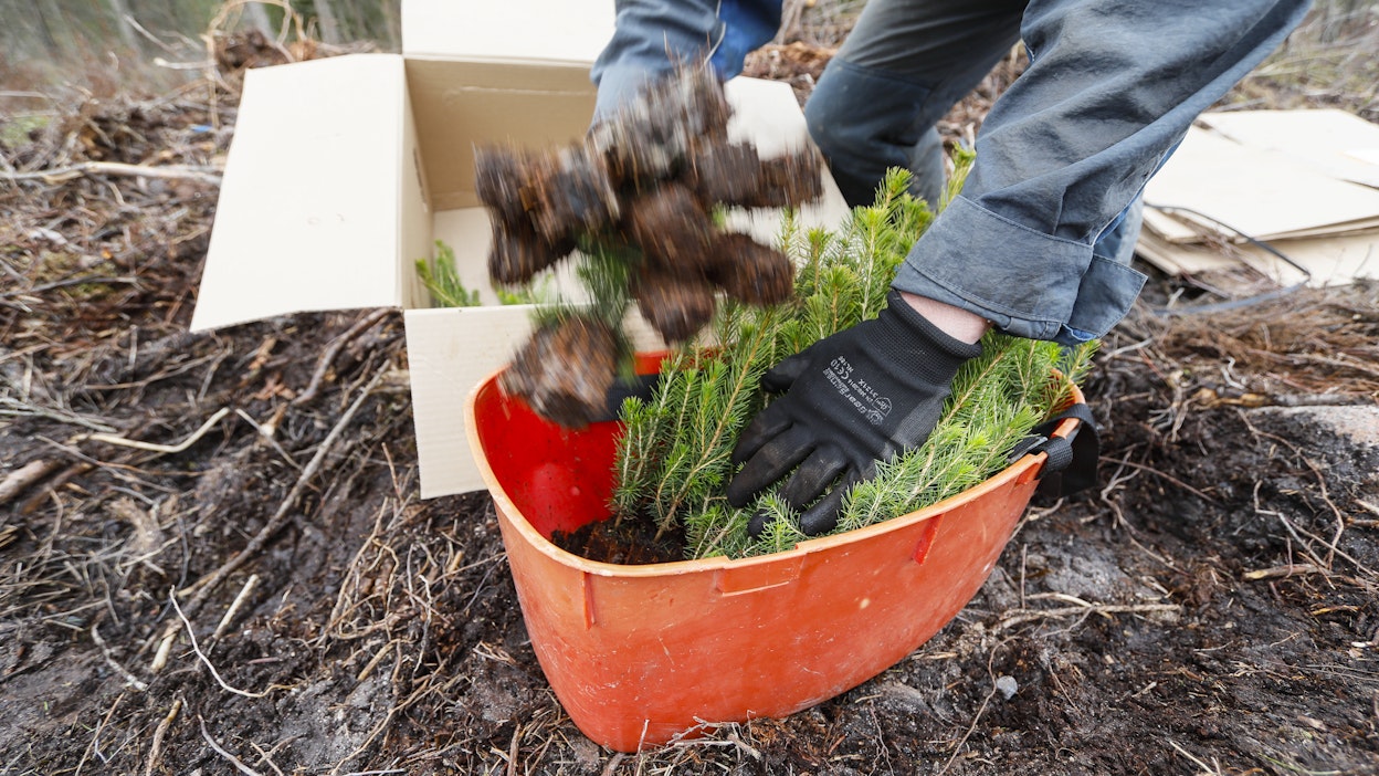 Uutta metsää kasvamaan. Kuvituskuva.