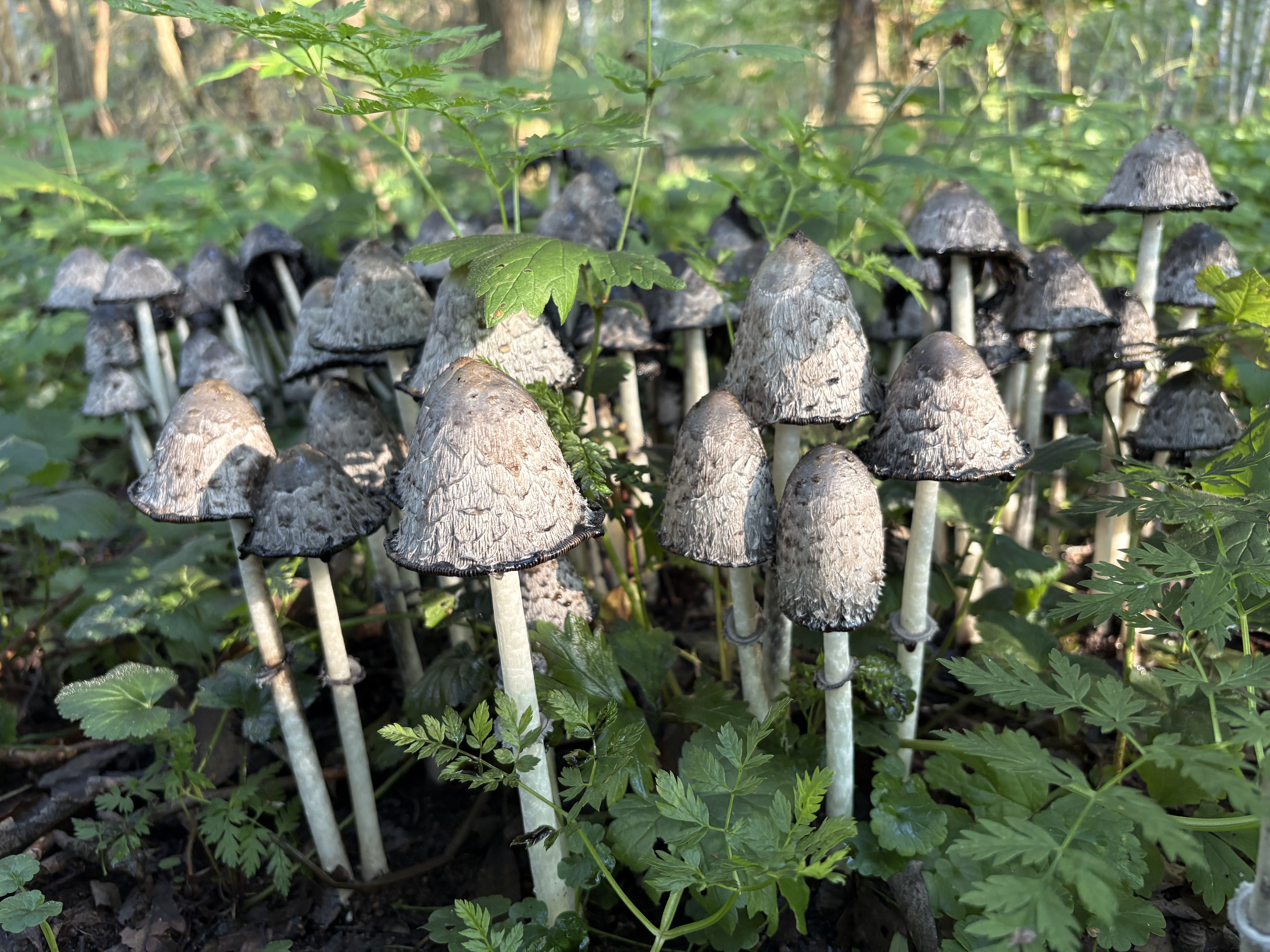 Suomumustesieniä voi löytää sadoittain samalta kasvupaikalta. Kuva on Helsingistä maanantailta.