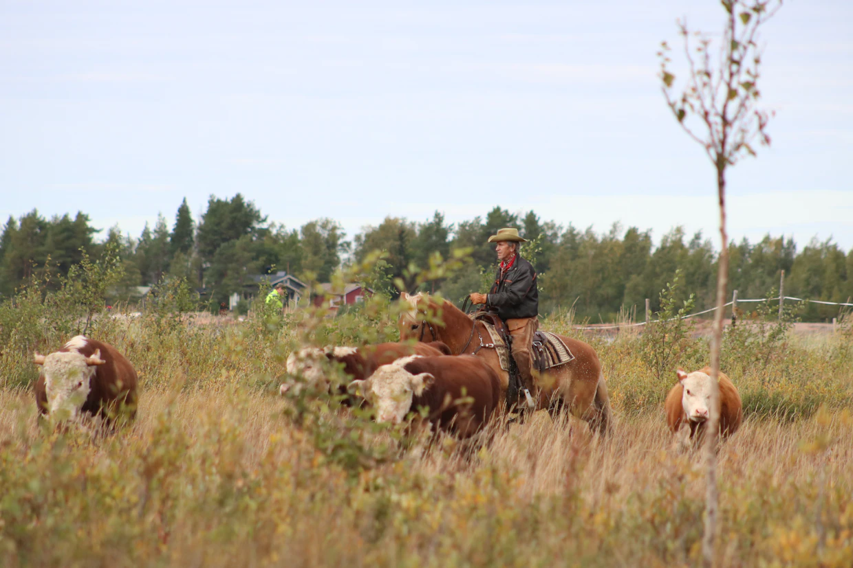 Heikin ja ruunapoika Kodan yhteistyö on tiivistä ja täynnä jännittäviä yksityiskohtia."Muuntautumiskykynsä ansiosta Koda on rotunsa valioyksilö. Kaikki muu luonnistuu, mutta ravihommat eivät kiinnosta.”