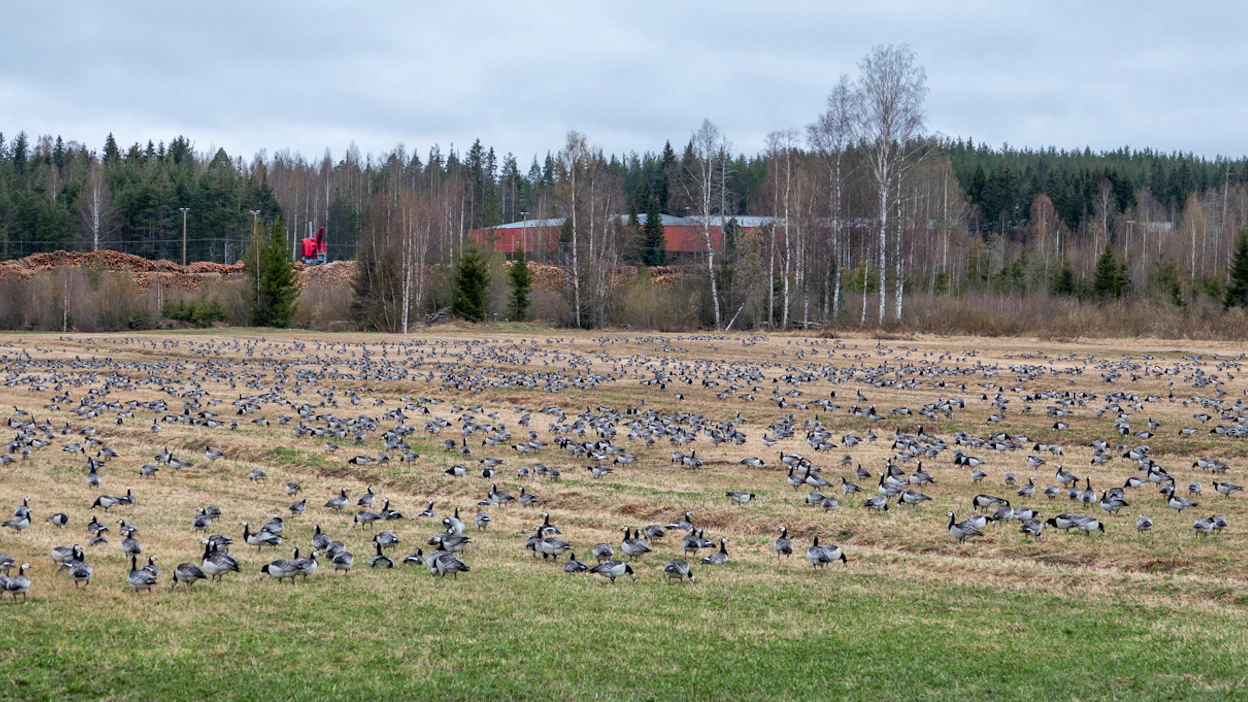 Nämä valkoposkihanhet on kuvattu Kiteen Tolosenmäellä viime viikolla.