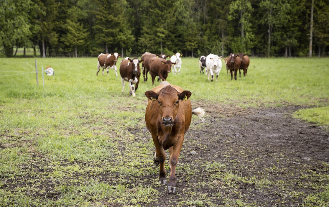 Naudat nauttivat laitumella sadepäivästä Toukolan tilalla Hausjärvellä.