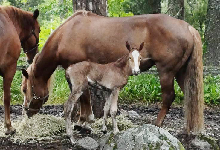 Rosali Kivitietä vastassa oli yllätysvarsa.