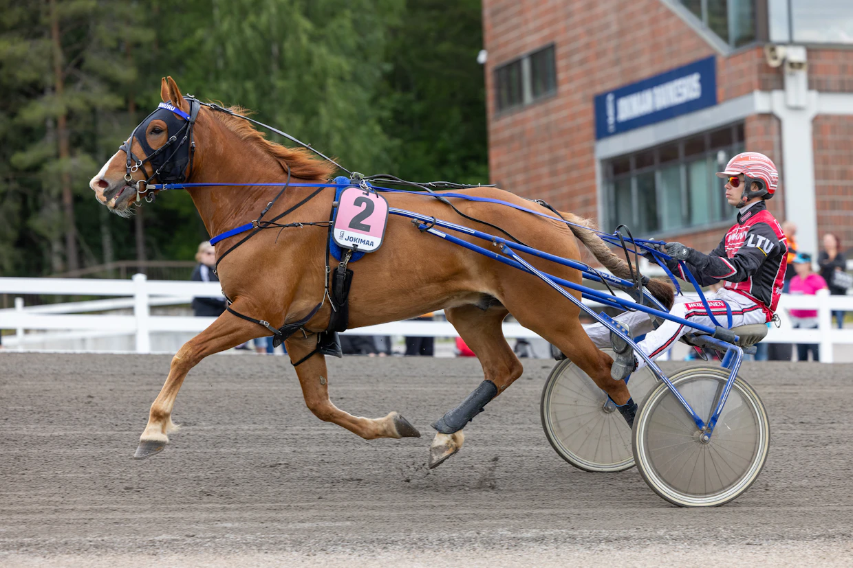 Santtu Raitala ohjastaa Meleko Kommeeta Kuopiossa. Osallistumisessa on kuitenkin säävaraus.