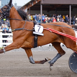 Zeudi Amg osallistui viime vuonna St Micheliin Mikkelissä sijoittuen kuudenneksi.
