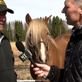 Heikki Hoffren (vas.) kertoo sunnuntain ohjelmassa Juha Jokiselle hevosistaan ja niiden valmentamisesta.