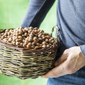 Mökkitontillaan Rosenberg kasvattaa kymmeniä pähkinäpensaita, kuten hasselpähkinöitä.