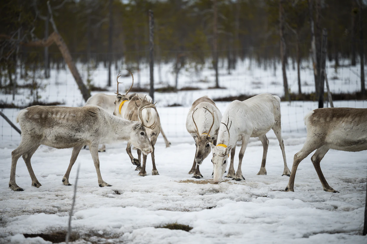 Olisi hyvä, jos elävien eläinten sijaan siirryttäisiin kuljettamaan lihaa ja ruhoja, Kati White sanoo. ”Lihanpalasten hyvinvoinnista ei niin tarvitse huolehtia.”