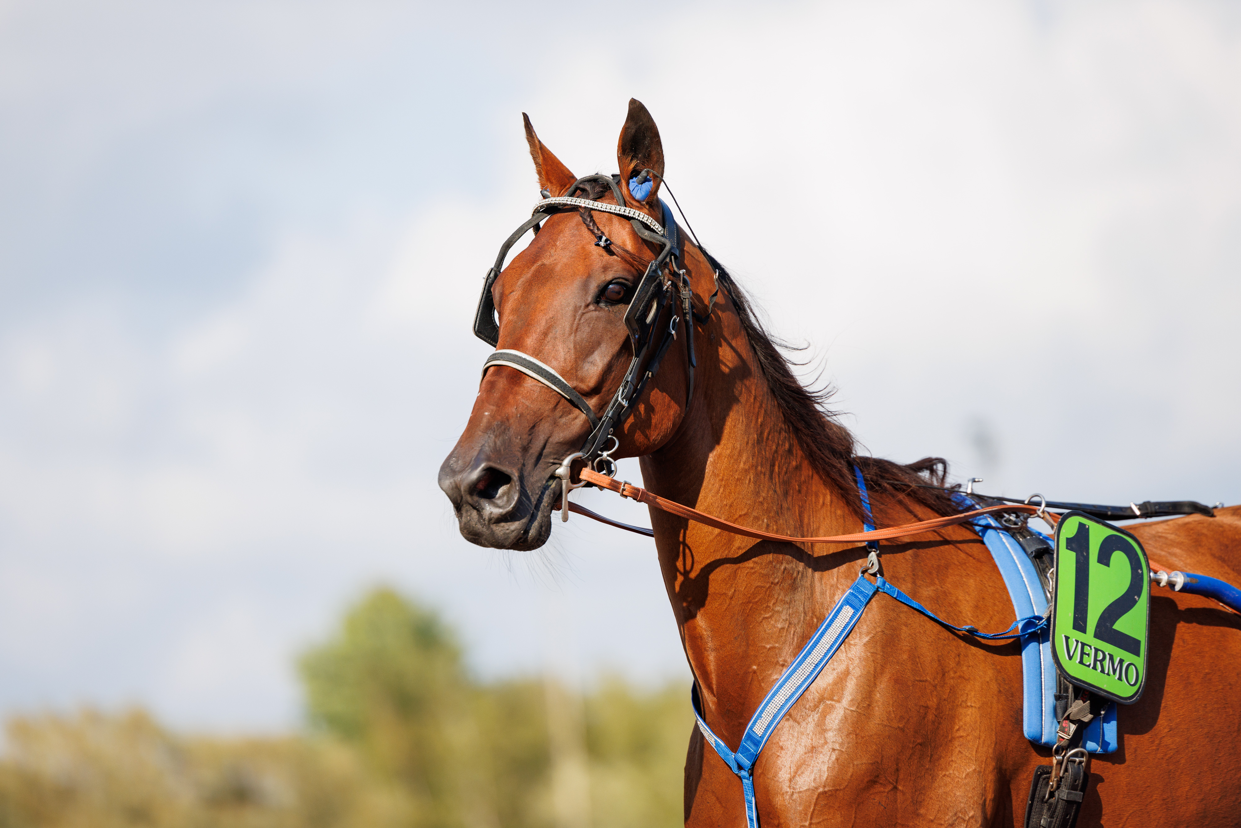 Callela Ikaros tavoittelee voittoa hopeadivisioonafinaalissa.