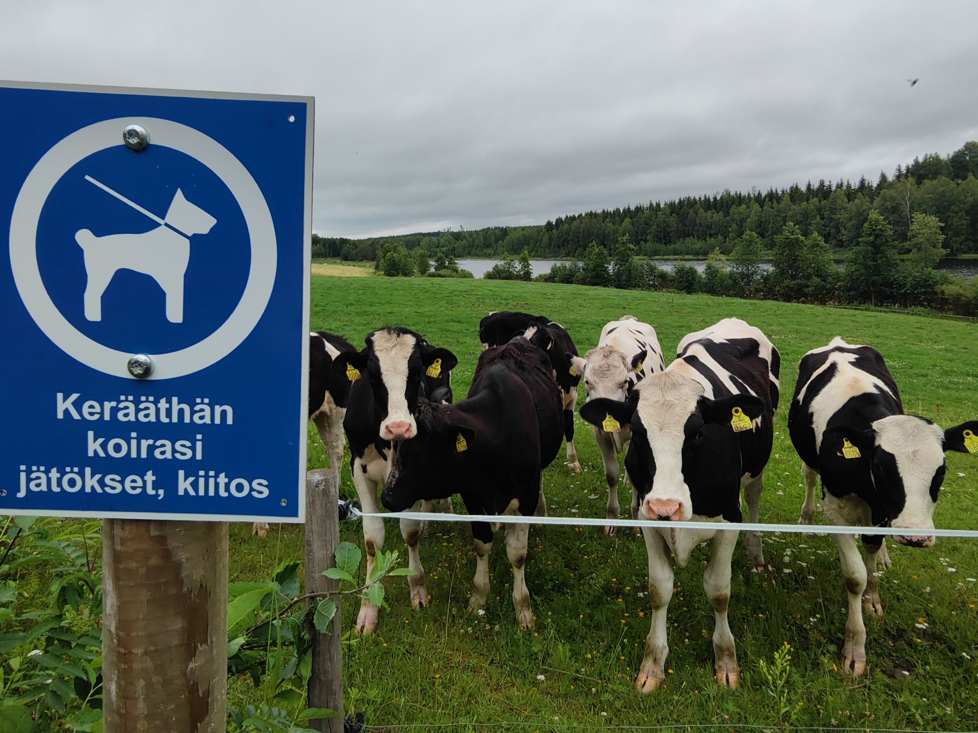 Kyltti ei ole laitumen reunassa huvin vuoksi, vaan sille on todella vakava syy.