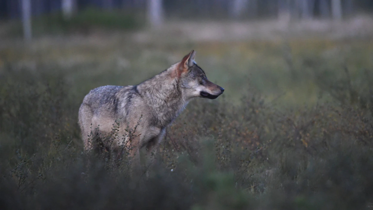 Susi loukkaantui törmäyksessä ja poistui tapahtumapaikalta maastoon. Kuvituskuva. LEHTIKUVA / Jussi Nukari.