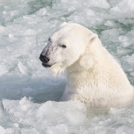 Venus on asunut lähes koko elämänsä Ranualla. Eläintarhojen jääkarhuilla on tärkeä rooli ympäristökasvatuksen lähettiläinä, varsinkin kun tällä hetkellä ilmastonmuutos on akuuteimpia luonnonsuojelullisia ongelmia, eläinpuiston intendentti ja eläinlääkäri Heini Niinimäki muistuttaa.