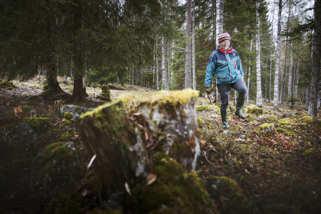 Riitta-Miina Piipposen kyytöt ja uuhet ylläpitävät metsäniityillä laiduntaessaan perinnemaisemaa. Tilan Piipposet raivasivat uudestaan maatilan käyttöön hankittuaan sen 1960-luvun alussa.