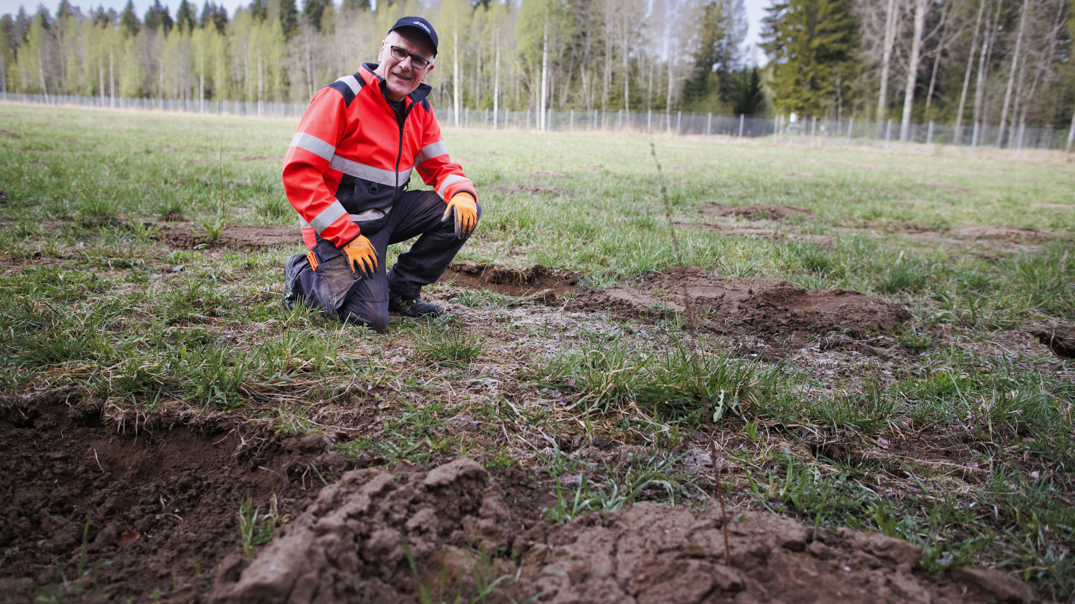 Taimikonhoito ja liikkuminen metsittyvällä pellolla on helppoa, kun maan muokkaaminen on pysynyt vähäisenä kyntämiseen verrattuna.