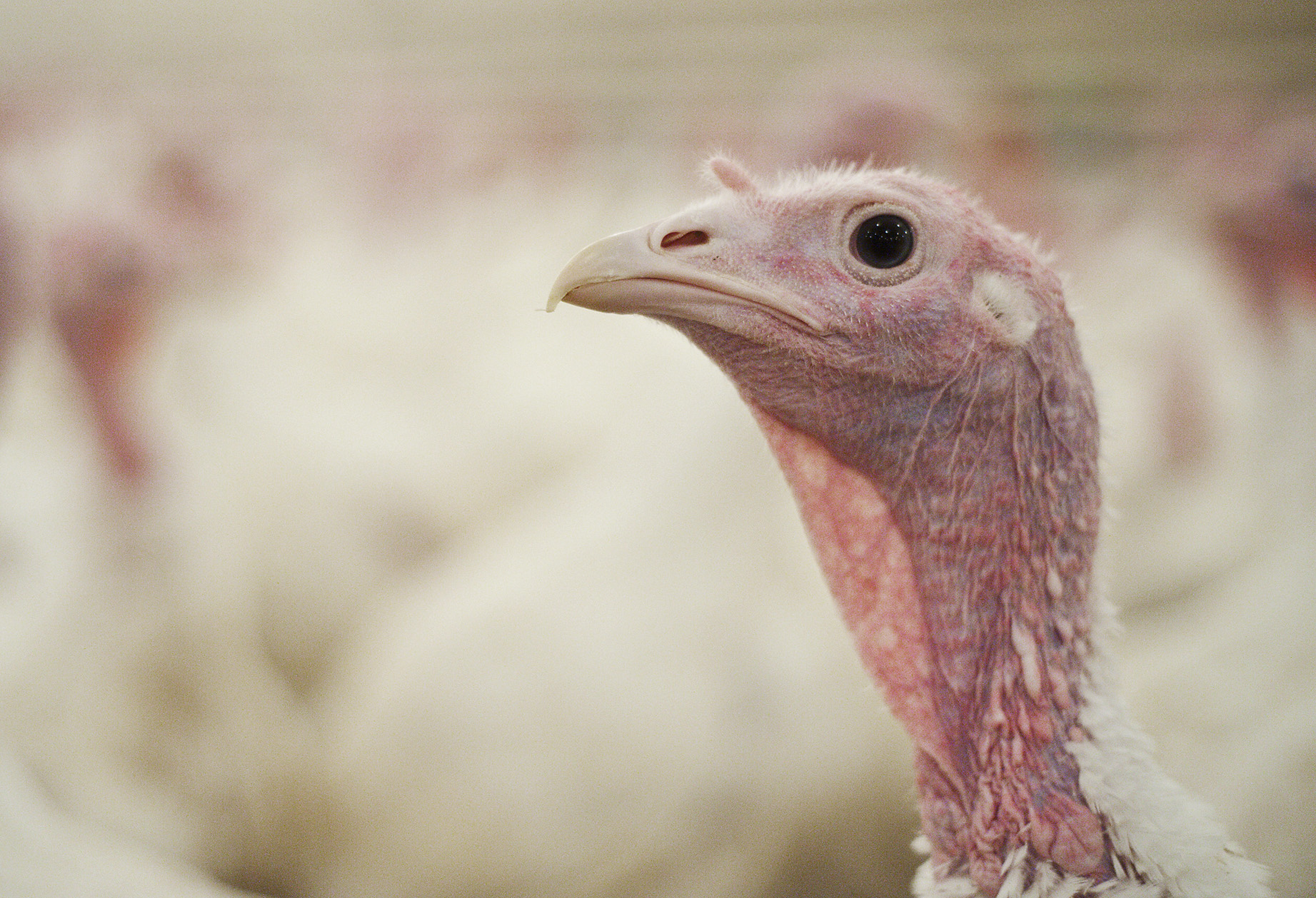 Kalkkunoille oli tulla kuumat paikat, kun niitä kuljettaneen rekan perävaunun rengas syttyi tulee Loimaalla. Kuvituskuvaa.