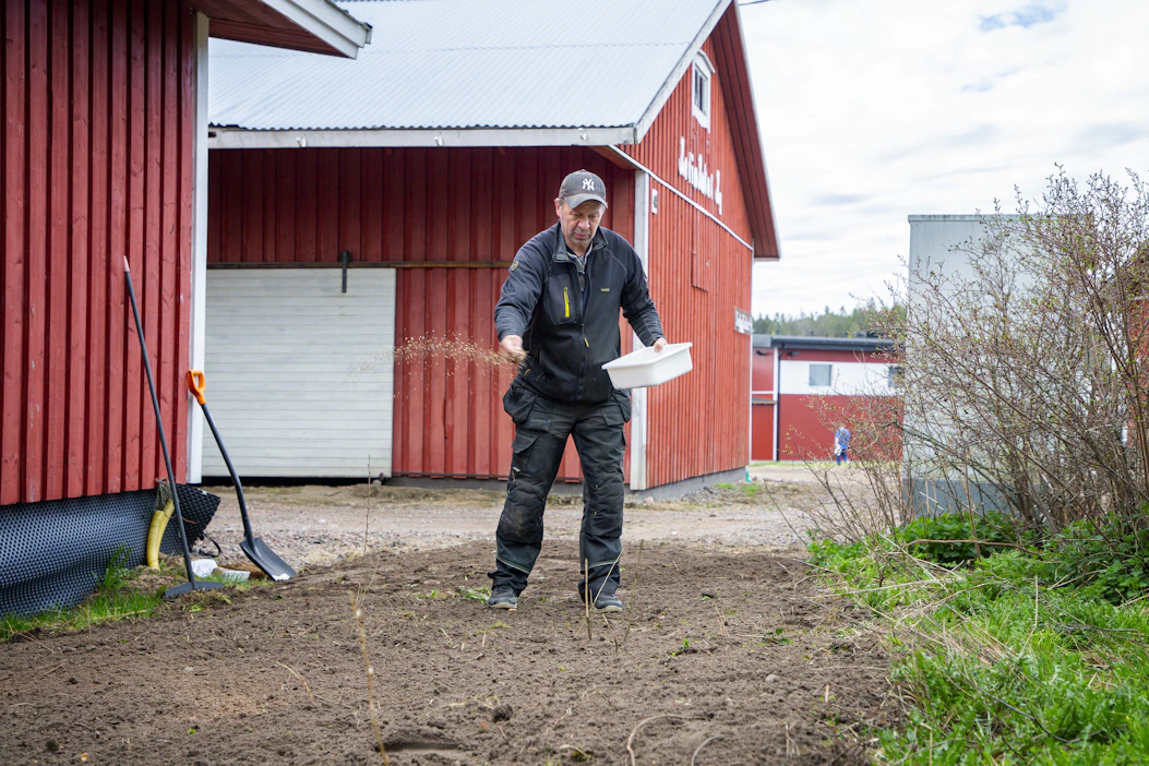 Kodin Kukat -puutarhan omistaja Juha Toikka kylväsi kesäkukkien siemensekoitusta maahan Haminassa maanantaina 16. toukokuuta.