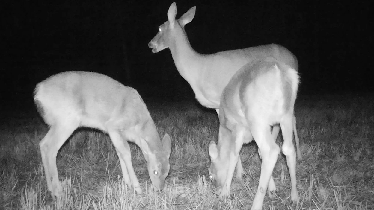 Suomen Metsästäjäliitto on valkohäntäpeuran pyyntikaudelle poikkeusluvan, jonka ansiosta tietyllä alueella on mahdollisuus käyttää keinovaloa tai aseeseen kiinnitettäviä yöammuntaa varten tarkoitettuja tähtäinlaitteita.