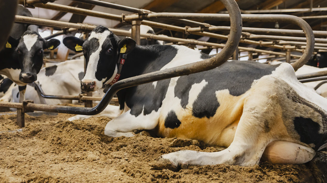 Tällä viikolla järjestetyssä meijerituotteiden Global Dairy Trade -huutokaupassa hinnat nousivat keskimäärin 1,4 prosenttia.