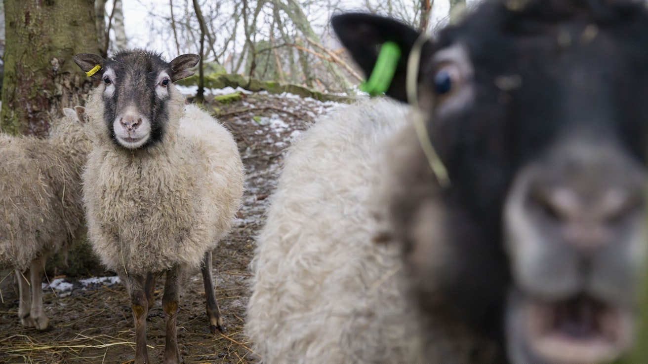 Lammasalan toimijoiden välinen yhteystyö on kehittynyt viime vuosina hyvään suuntaan.