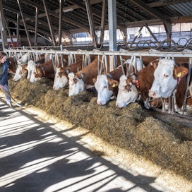 Maitotilallinen Ina Zwicker korostaa, että Saksan viljelijämielenosoitusten keskeinen tavoite on painostaa maan hallitusta toteuttamaan muutama vuosi sitten asetetun maatalouden tulvaisuuskomission ehdotukset.