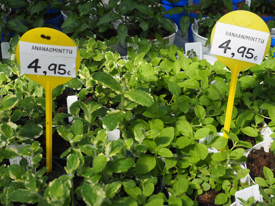 Erilaiset yrtit toimivat hienosti hyötykasveina ja tuovat tuoksuvan lisän myös kesäkukkaistutuksiin.