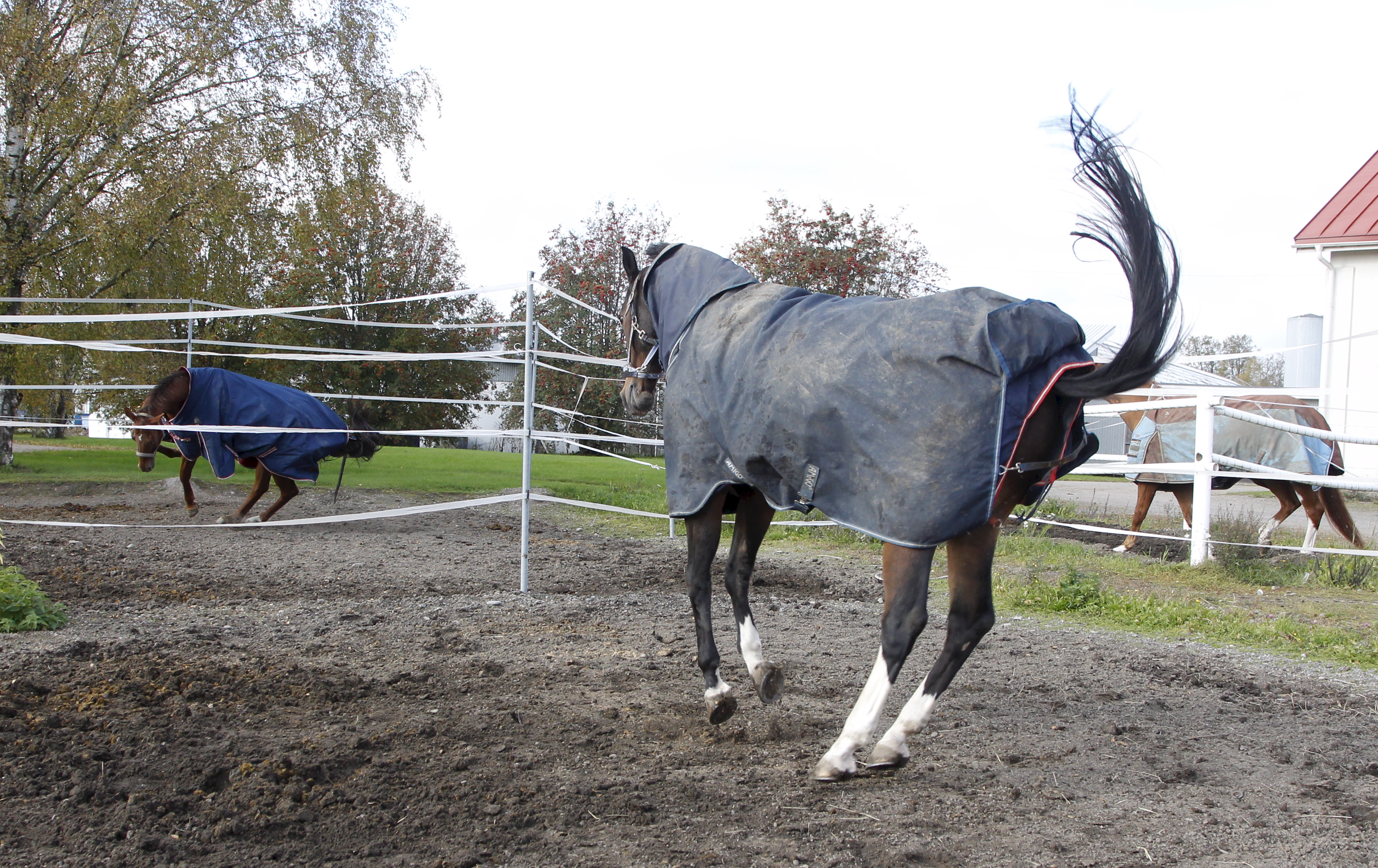 Hevosilla, joille ei ollut annettu suola- ja kivennäislisää, oli tutkimuksen suurimmat hiekkakertymät. Hiekansyöjissä suomenhevosilla on yliedustus. Kuvituskuva.