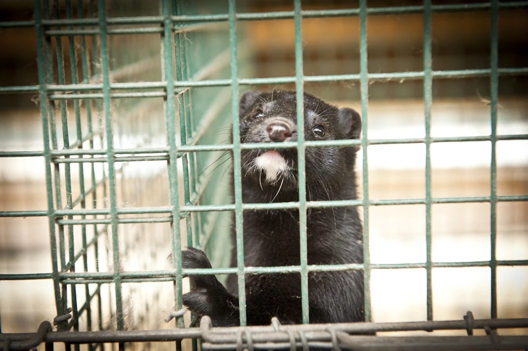 Lintujen lisäksi lintuinfluenssaa on löydetty muun muassa minkeistä. WOAH:n mukaan minkkitarhat ovatkin riski taudin leviämiselle, koska tarhoilla on lähekkäin paljon eläimiä.