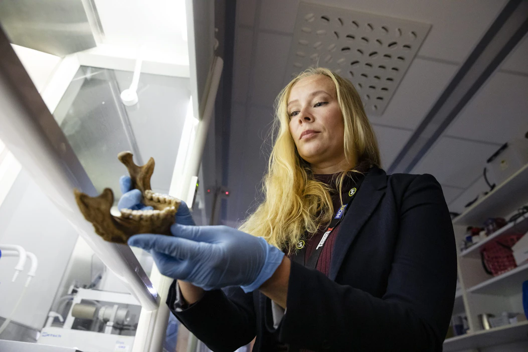 Suomen akatemian tutkijatohtori Tiina Väre Oulun yliopistosta on selvittänyt tutkimusryhmänsä kanssa rintaruokintaa Raumalla 1700–1800-luvun vaihteessa. Tulokset perustuvat aikuisten henkilöiden poskihampaiden isotooppianalyyseihin. LEHTIKUVA / Timo Heikkala.