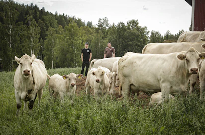 Hankasalmelaisten Viljami (vas.) ja Markku Hatakan emolehmätilan kaikki tuotanto on luomussa.