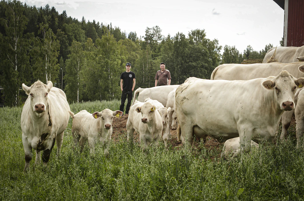 Hankasalmelaisten Viljami (vas.) ja Markku Hatakan emolehmätilan kaikki tuotanto on luomussa.