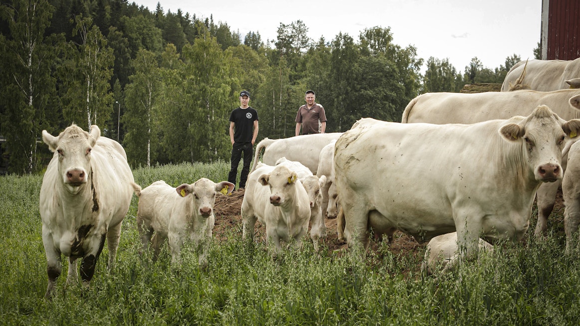Hankasalmelaisten Viljami (vas.) ja Markku Hatakan emolehmätilan kaikki tuotanto on luomussa.