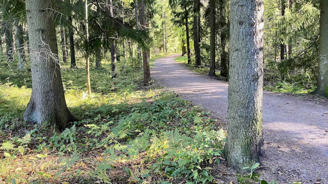 Maan runsaspuustoisimmat metsät löytyvät pääkaupunkiseudulta, missä niiden tärkein käyttömuoto on virkistyskäyttö.