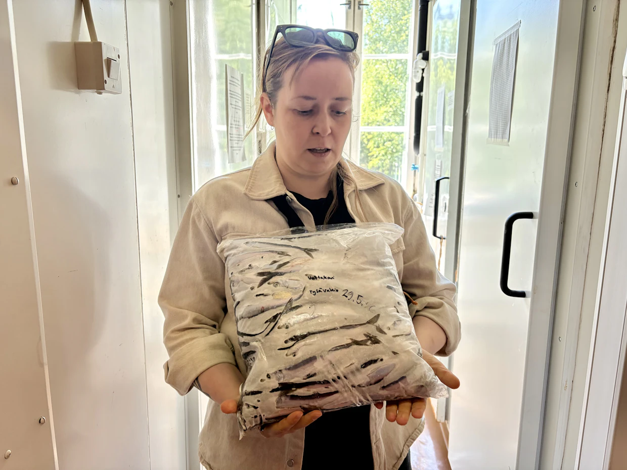 Katja Mäkisen näytepussissa on parisataa silakkaa, jotka on kerätty toukokuun lopulla rysästä Viittakarilta Pohjois-Airistolta.