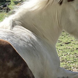 Hevostaito-opetukseen osallistumisen motivaation tutkijat toteavat, että hevosen kanssa toimiminen vaatii paljon keskittymistä ja hevosen ymmärtäminen lisää turvallisuutta sekä hyvinvointia. Kuvituskuva.