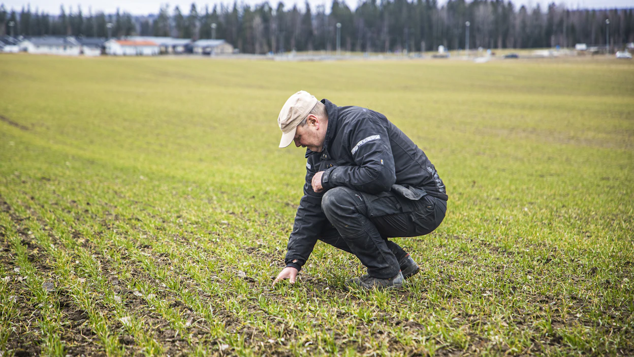 Syysviljojen kunto on vielä hieman epäselvä, mutta ainakin kumina ja ruis näyttävät selvinneen kohtalaisen hyvin talvesta, Pro Agria kertoo.