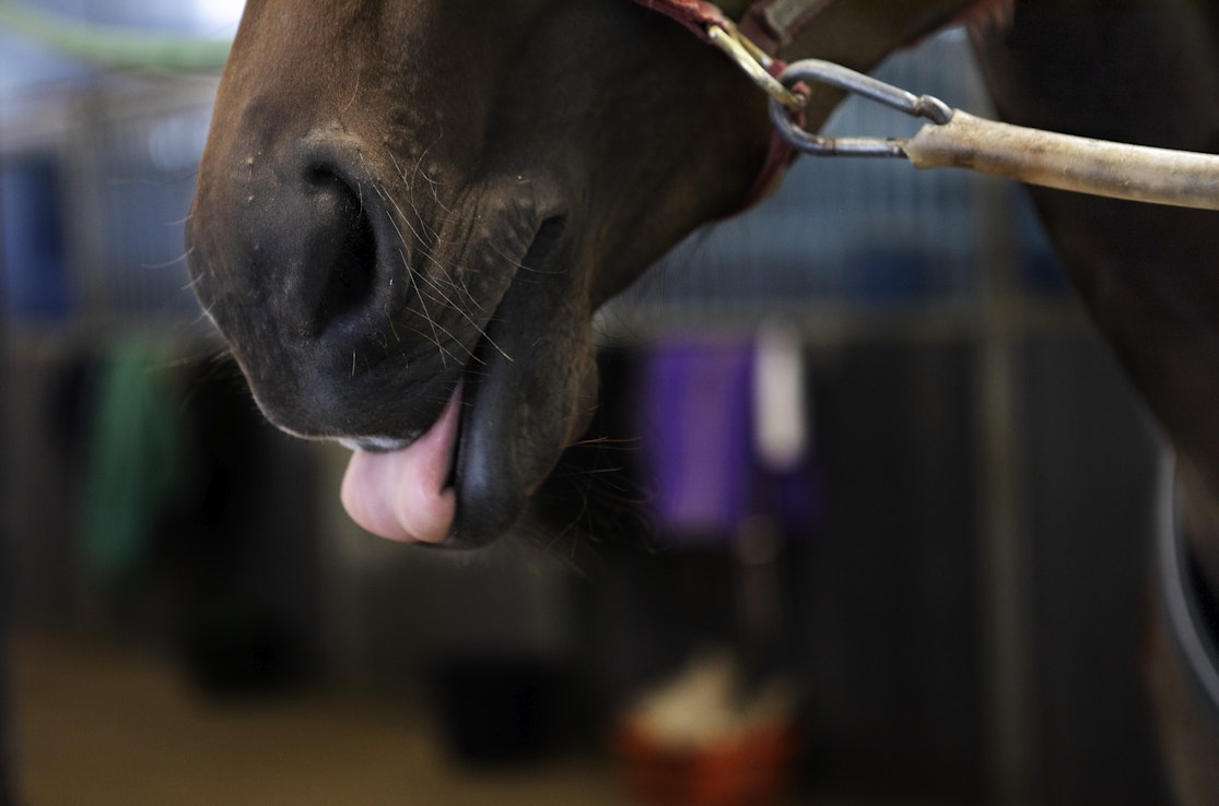 Äärimmäisen herkästi tarttuva pääntauti voi olla kohtalokas nuorille hevosille. Kuvituskuva.