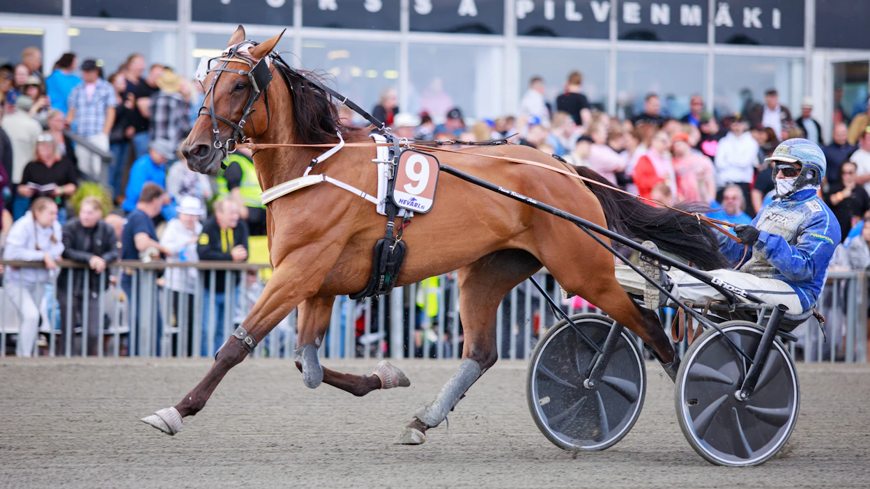 Jussi Suomisen valmentama True Devotion päättää siirtyy siitosuralle Forssan starttien jälkeen. Forssassa tamman ohjaksissa nähdään kuvan Jarmo Saarelan sijaan Tommi Kylliäinen.