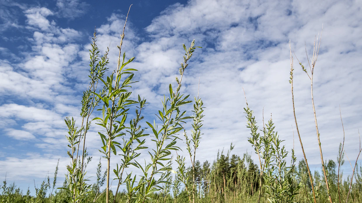 Nummijärvellä loppuun käytetty turvesuo on muuttunut koealueeksi pajulajeille, joista monet tulevat Tanskasta.