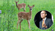Tunnettu yritysjohtaja Jorma Ollila on asetettu metsästyskieltoon poikansa kanssa. Taustalla on kiista kuusipeurojen aiheuttamista vahingoista Lahden Uudessakylässä.