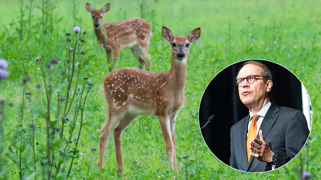 Tunnettu yritysjohtaja Jorma Ollila on asetettu metsästyskieltoon poikansa kanssa. Taustalla on kiista kuusipeurojen aiheuttamista vahingoista Lahden Uudessakylässä.